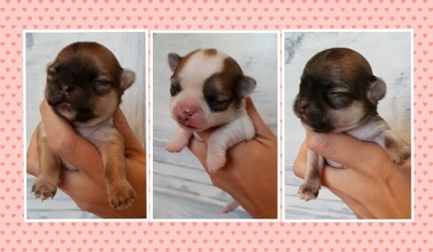 IMG_20180924_203302_477